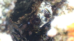 Lipophrys trigloides