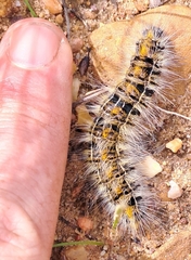 Bombycomorpha bifascia