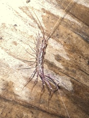 Scutigera coleoptrata