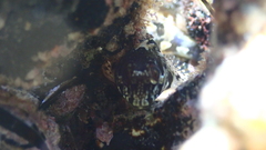 Lipophrys trigloides