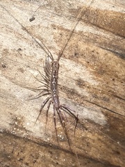 Scutigera coleoptrata