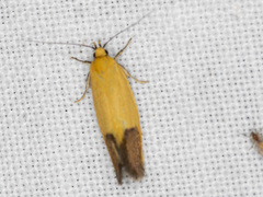 Merocroca automima