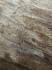 Scutigera coleoptrata