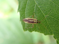 Stenotus binotatus