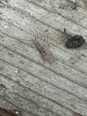 Scutigera coleoptrata