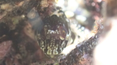 Lipophrys trigloides