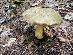 Retiboletus