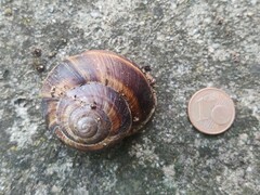 Helix lucorum