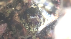 Lipophrys trigloides