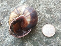 Helix lucorum