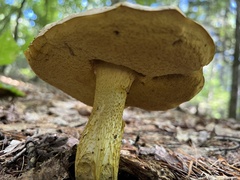 Retiboletus