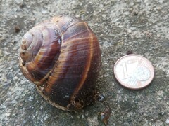 Helix lucorum