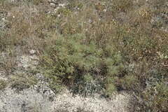 Salvia scabiosifolia