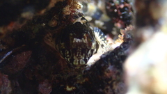 Lipophrys trigloides