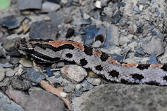 Sistrurus miliarius streckeri