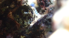 Lipophrys trigloides