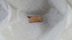 Denticucullus pygmina