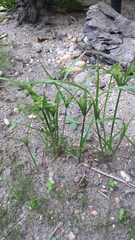 Cyperus eragrostis