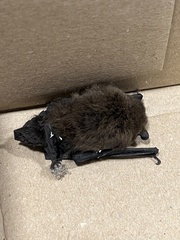 Pipistrellus