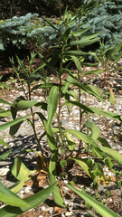 Solidago sempervirens