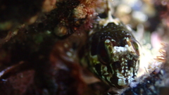 Lipophrys trigloides