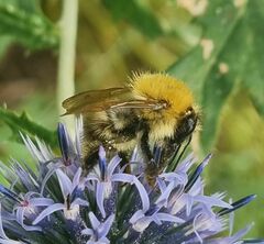 Bombus pascuorum