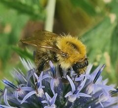 Bombus pascuorum
