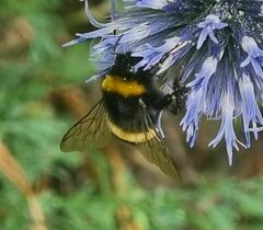 Bombus