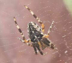Araneus diadematus