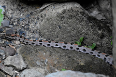 Sistrurus miliarius streckeri