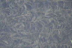 Potamogeton perfoliatus