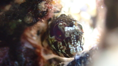 Lipophrys trigloides