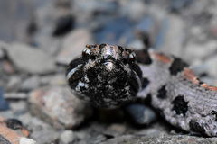 Sistrurus miliarius streckeri