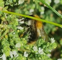 Bombus pascuorum