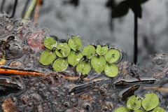 Salvinia