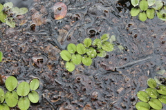 Salvinia