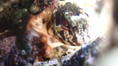 Lipophrys trigloides