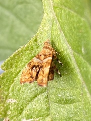 Choreutis