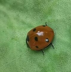 Coccinella septempunctata