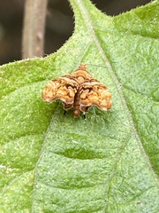 Choreutis