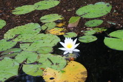 Nymphaea odorata