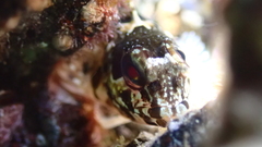 Lipophrys trigloides