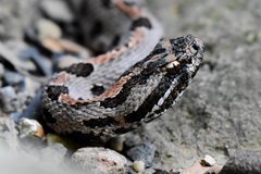 Sistrurus miliarius streckeri