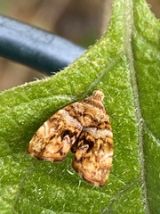 Choreutis