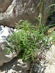 Bidens subalternans