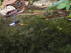 Orthetrum triangulare