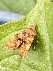 Choreutis