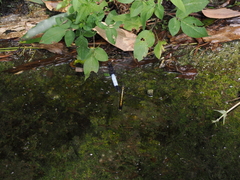 Orthetrum triangulare