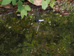 Orthetrum triangulare