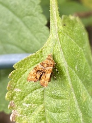 Choreutis